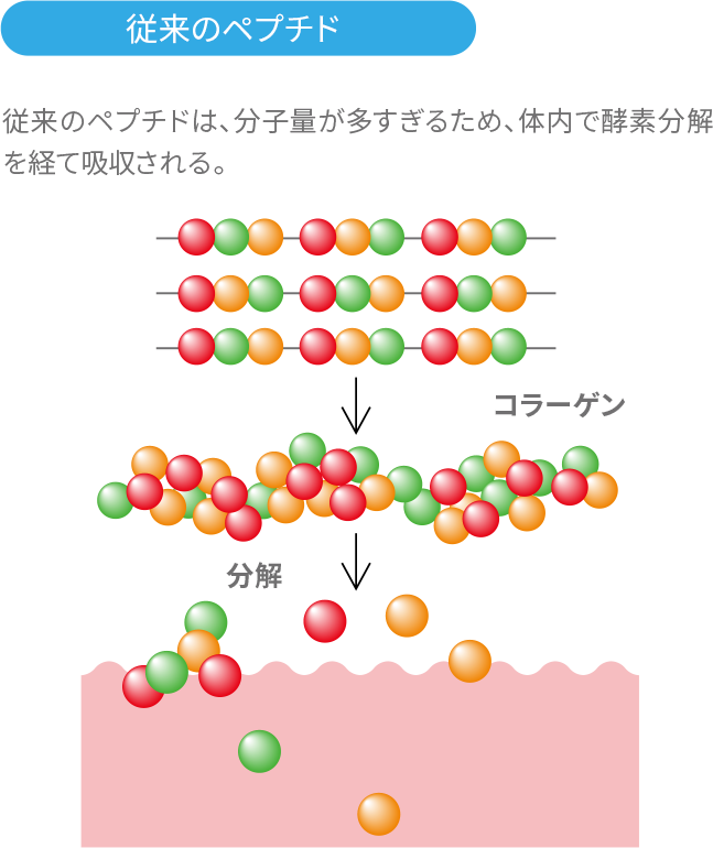 従来のペプチド