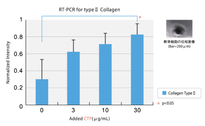 軟骨細胞への作用