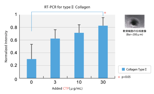 軟骨細胞への作用